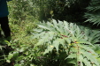 Thumbnail IMG_4093.JPG 