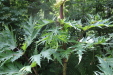 Thumbnail IMG_4094.JPG 