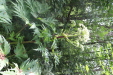 Thumbnail IMG_4095.JPG 
