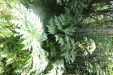 Thumbnail IMG_4096.JPG 