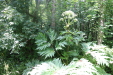 Thumbnail IMG_4097.JPG 
