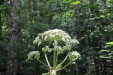 Thumbnail IMG_4098.JPG 