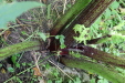 Thumbnail IMG_4099.JPG 