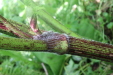 Thumbnail IMG_4100.JPG 