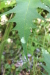 Thumbnail IMG_4102.JPG 