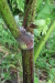 Thumbnail IMG_4103.JPG 