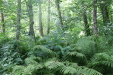 Thumbnail IMG_4105.JPG 