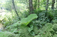 Thumbnail IMG_4106.JPG 