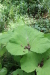Thumbnail IMG_4107.JPG 
