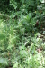 Thumbnail IMG_4108.JPG 
