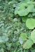 Thumbnail IMG_4109.JPG 