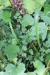 Thumbnail IMG_4110.JPG 