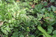Thumbnail IMG_4111.JPG 