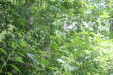 Thumbnail IMG_4112.JPG 