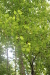 Thumbnail IMG_4116.JPG 