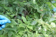 Thumbnail IMG_4117.JPG 