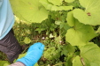 Thumbnail IMG_4120.JPG 