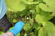 Thumbnail IMG_4121.JPG 