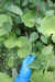Thumbnail IMG_4122.JPG 