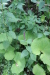 Thumbnail IMG_4123.JPG 