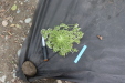Thumbnail IMG_4124.JPG 