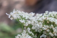 Thumbnail IMG_4130.JPG 