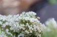 Thumbnail IMG_4131.JPG 