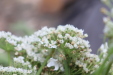 Thumbnail IMG_4132.JPG 
