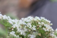 Thumbnail IMG_4133.JPG 