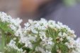 Thumbnail IMG_4134.JPG 