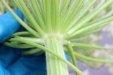 Thumbnail IMG_4135.JPG 