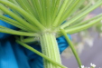 Thumbnail IMG_4136.JPG 