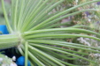 Thumbnail IMG_4137.JPG 