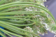 Thumbnail IMG_4138.JPG 