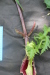 Thumbnail IMG_4141.JPG 