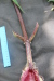 Thumbnail IMG_4143.JPG 