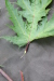 Thumbnail IMG_4150.JPG 