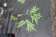 Thumbnail IMG_4151.JPG 