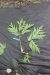 Thumbnail IMG_4152.JPG 