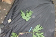 Thumbnail IMG_4154.JPG 