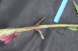 Thumbnail IMG_4155.JPG 