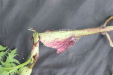 Thumbnail IMG_4156.JPG 