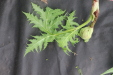 Thumbnail IMG_4157.JPG 
