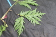 Thumbnail IMG_4158.JPG 