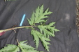 Thumbnail IMG_4159.JPG 