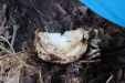 Thumbnail IMG_4161.JPG 
