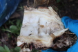 Thumbnail IMG_4162.JPG 