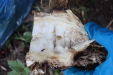 Thumbnail IMG_4163.JPG 