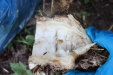 Thumbnail IMG_4164.JPG 