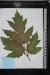 Thumbnail Гербарные_образцы_074.jpg 
